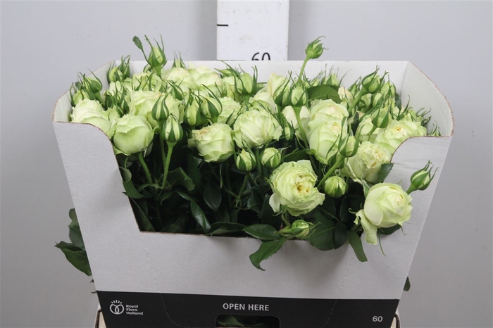<h4>R Tr Wedding Piano</h4>