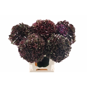 Hydr Ruby Aubergine Full Classic 60 cm Vicini