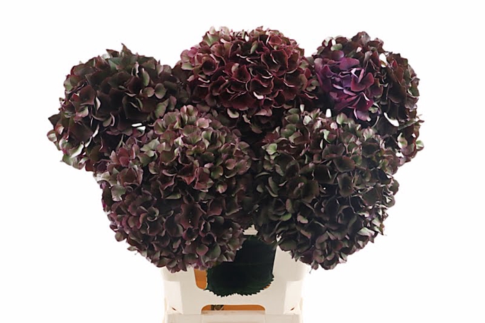 Hydr Ruby Aubergine Full Classic 60 cm Vicini