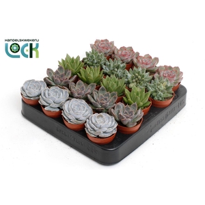 Echeveria Gemengd