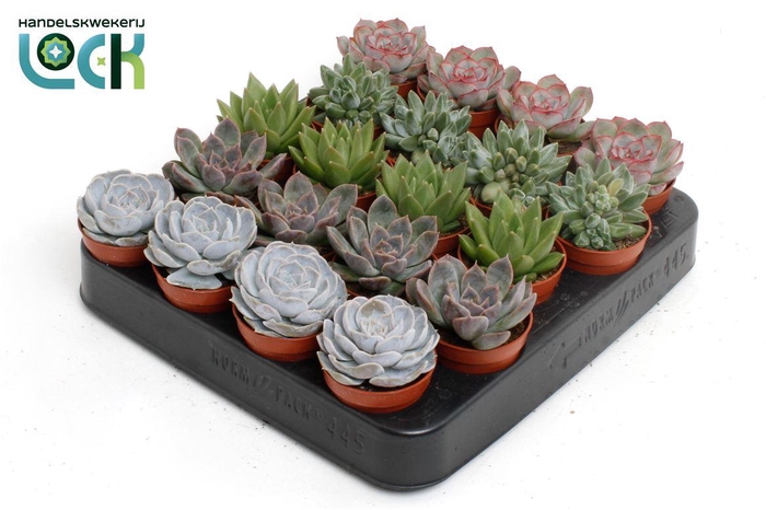 <h4>Echeveria Gemengd</h4>