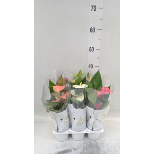 Anthurium   ...mix 4