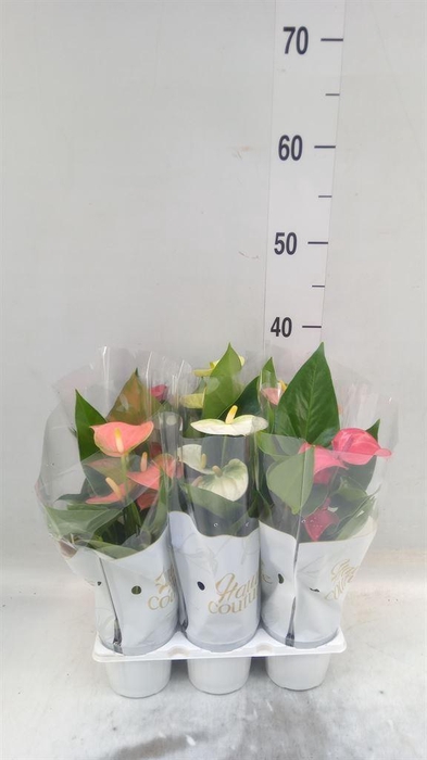 <h4>Anthurium   ...mix 4</h4>