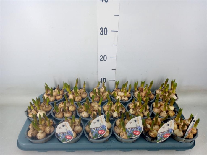 <h4>Muscari   ...</h4>