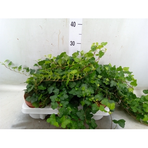 Hedera helix 'Wonder'