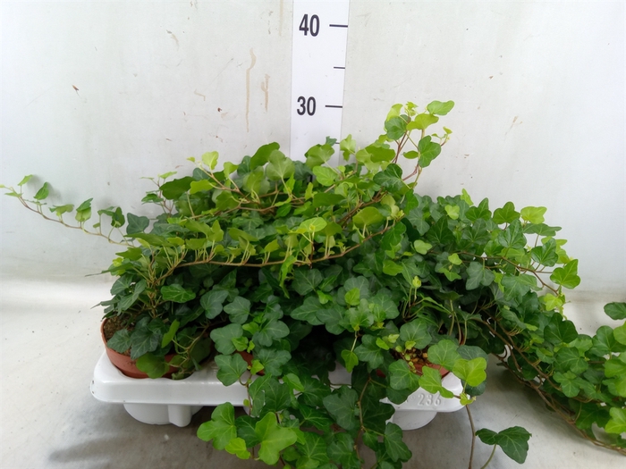 <h4>Hedera helix 'Wonder'</h4>