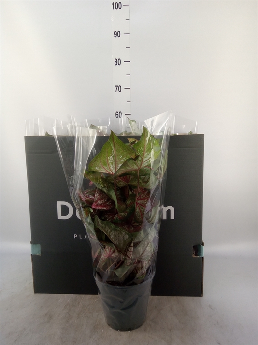 <h4>Caladium   ...mix</h4>