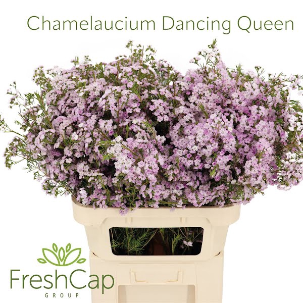 <h4>Chamelaucium Dancing Queen</h4>