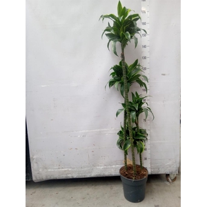 Dracaena frag. 'Dorado'