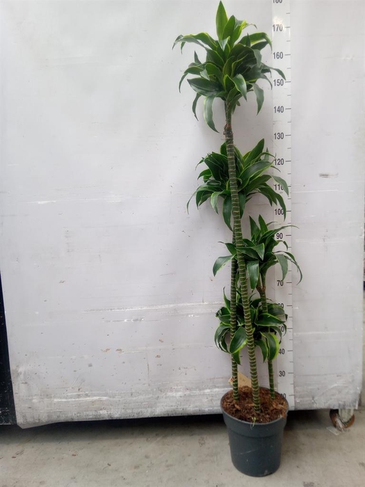 <h4>Dracaena frag. 'Dorado'</h4>