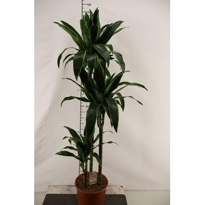 Dracaena 24 Cm. P. Arturo Toef 150 Cm. Hoog