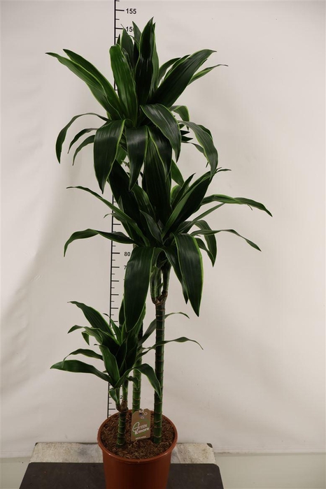 <h4>Dracaena 24 Cm. P. Arturo Toef 150 Cm. Hoog</h4>