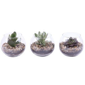 Yearround Arr. Succulent Glass Fishbowl Ø12cm 1PP