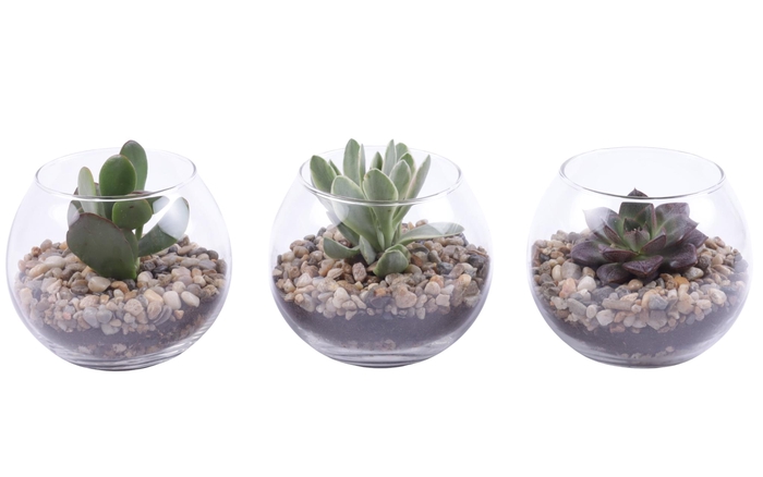 <h4>Yearround Arr. Succulent Glass Fishbowl Ø12cm 1PP</h4>