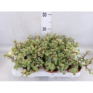 Portulacaria afra 'Variegata'
