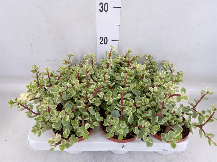 <h4>Portulacaria afra 'Variegata'</h4>