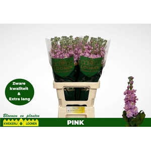 MATTH MILLA PINK