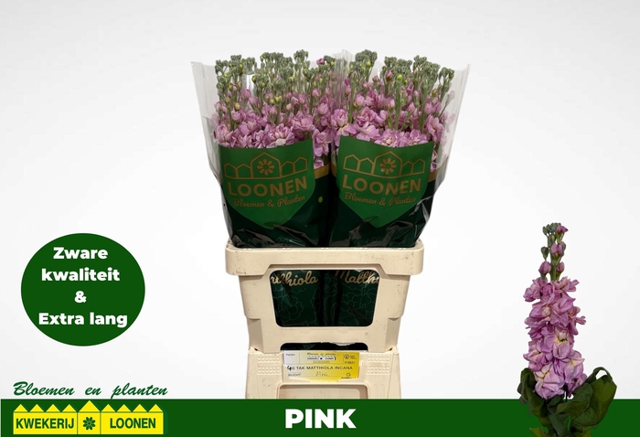 <h4>MATTH MILLA PINK</h4>