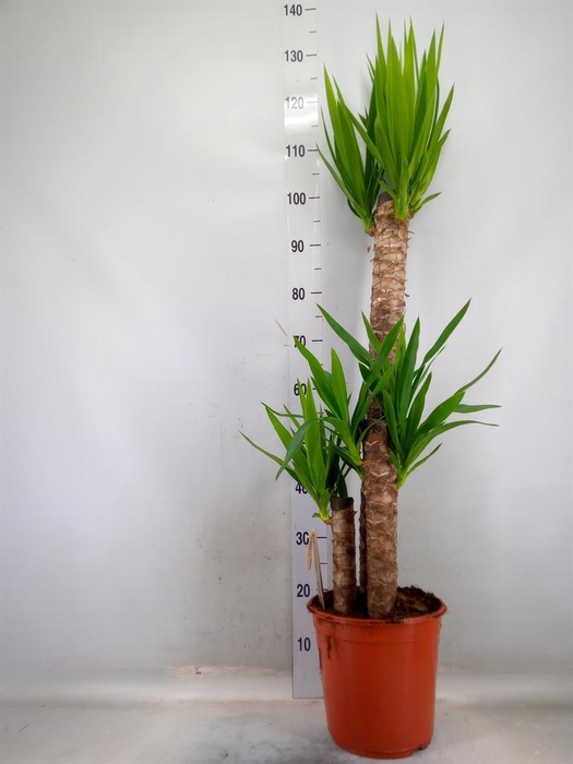 <h4>Yucca   ...</h4>