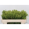 Kaaps Groen Lanug. Green