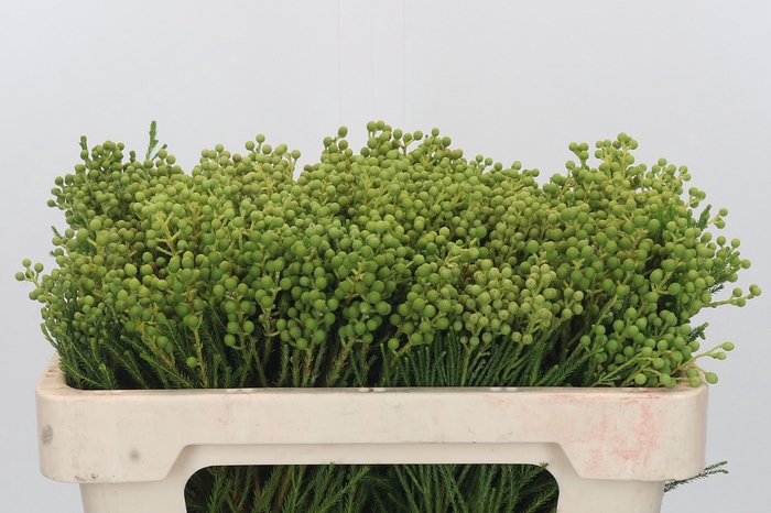 <h4>Kaaps Groen Lanug. Green</h4>