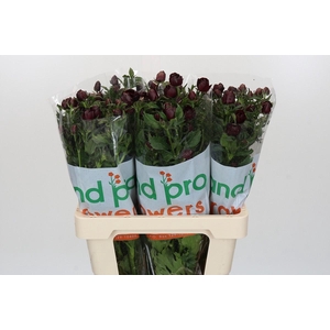 Ranunculus Magical Chocolate