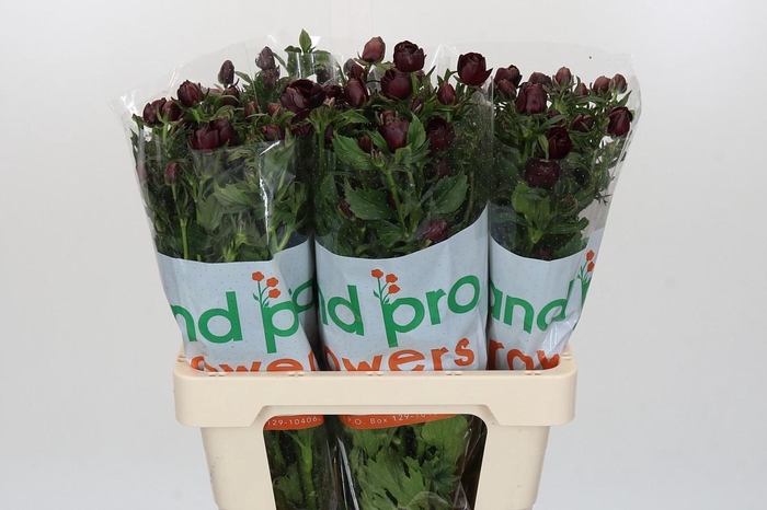 <h4>Ranunculus Magical Chocolate</h4>