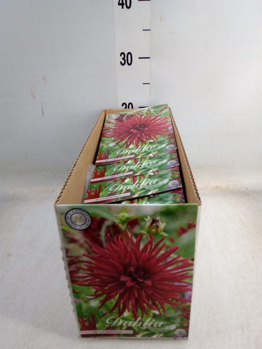 <h4>Dahlia   ...flowerbulbs</h4>