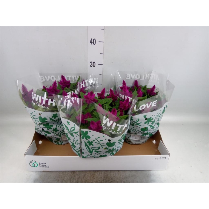 <h4>Celosia spic. 'Intenz'</h4>