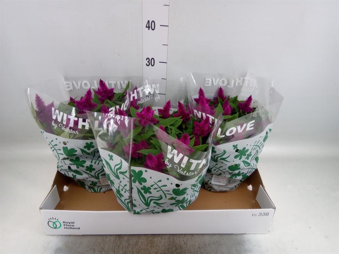 Celosia spic. 'Intenz'