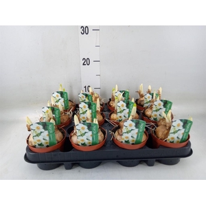 Narcissus taz. 'Geranium'