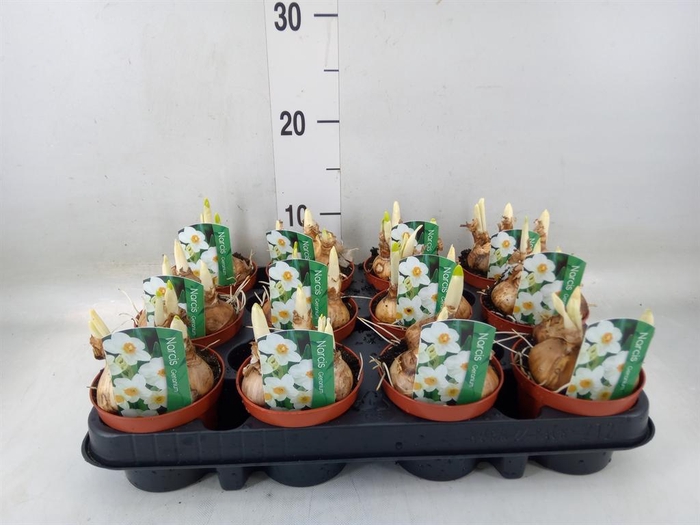 <h4>Narcissus taz. 'Geranium'</h4>