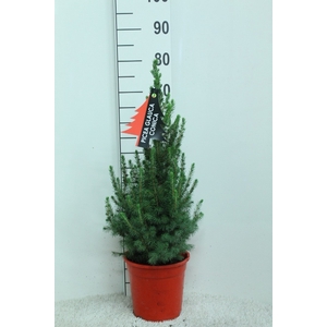 PICEA GL CONICA