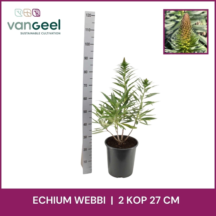 <h4>ECHIUM WEBBII</h4>