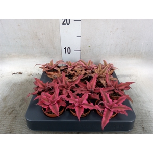 Cryptanthus   ...mix
