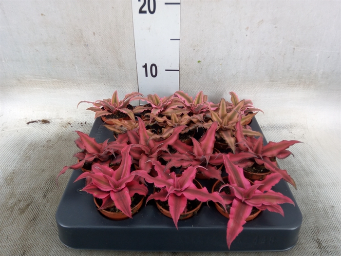 <h4>Cryptanthus   ...mix</h4>