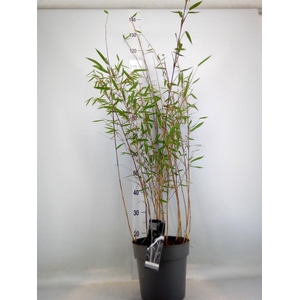 Fargesia nitida 'Black Pearl'