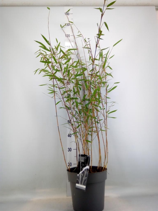 <h4>Fargesia nitida 'Black Pearl'</h4>