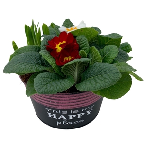 Primula Happy Zink rond 2x Prim + Tete 654