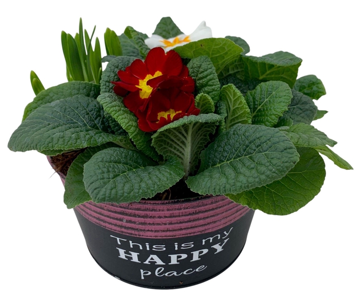 <h4>Primula Happy Zink rond 2x Prim + Tete 654</h4>
