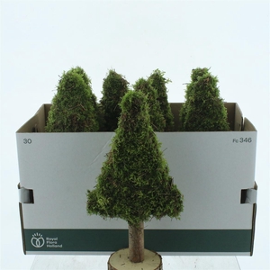 Pres Moss Tree Flat 40cm