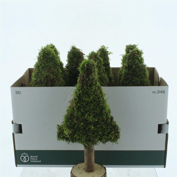 PRES MOSS TREE FLAT 40CM