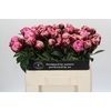 Paeonia The Fawn
