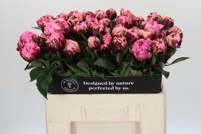 Paeonia The Fawn