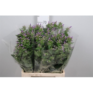 Phlox P Crissy