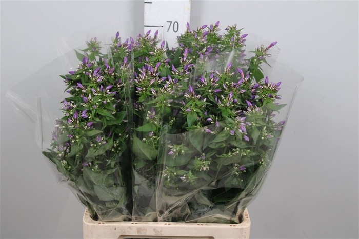 <h4>Phlox P Crissy</h4>