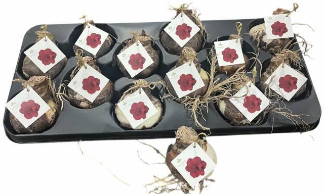 <h4>BLOEMBOL HIPPEASTRUM</h4>