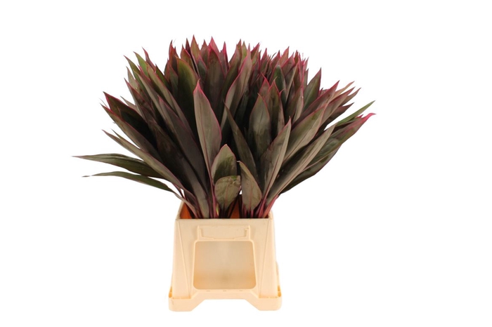 Cordyline Red Tips