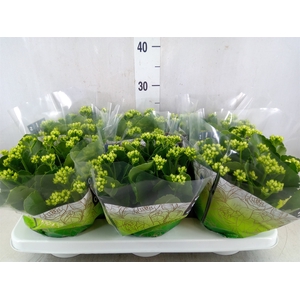 Kalanchoe blos. 'Calandiva Whites'
