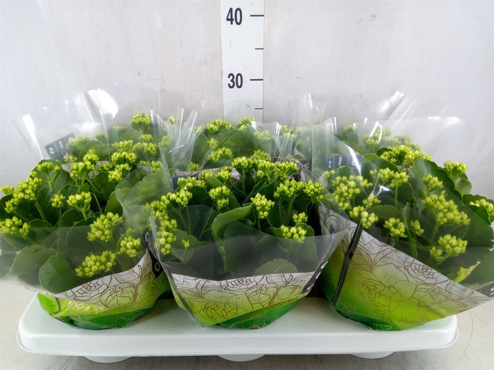 <h4>Kalanchoe blos. 'Calandiva Whites'</h4>